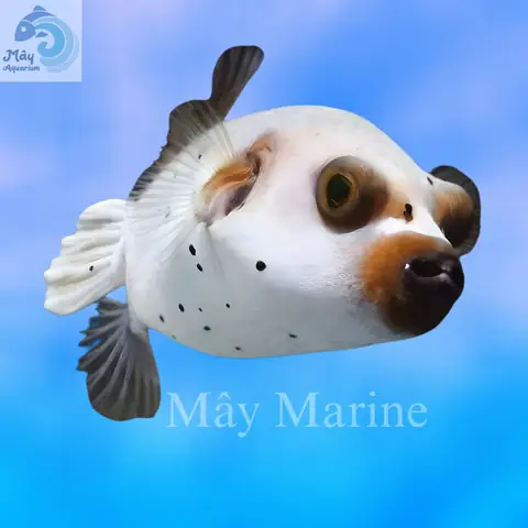 Cá Nóc Chó – Mayaqua