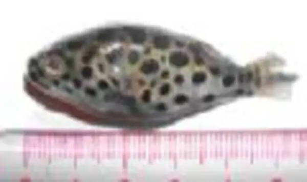 Nguy Cơ Ngộ Độc Từ Cá Nóc Nước Ngọt