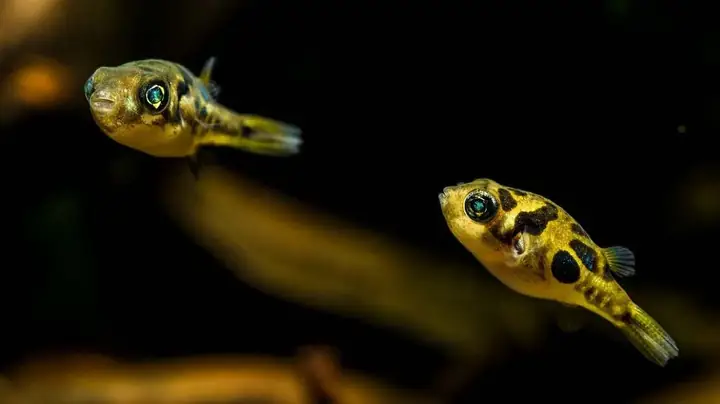 Cá Nóc Nước Ngọt Có Độc Không? Các Loại Cá Nóc Phổ Biến