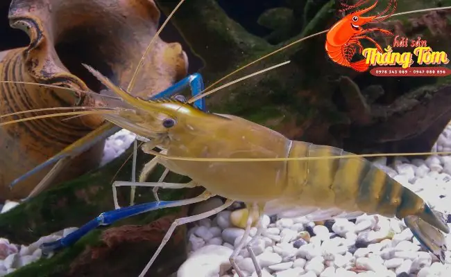 Bật Mí Tên Các Loại Hải Sản Bằng Tiếng Anh Cập Nhật 2022. Bật Mí Tên Các Loại Hải Sản Bằng Tiếng Anh Cập Nhật 2022.