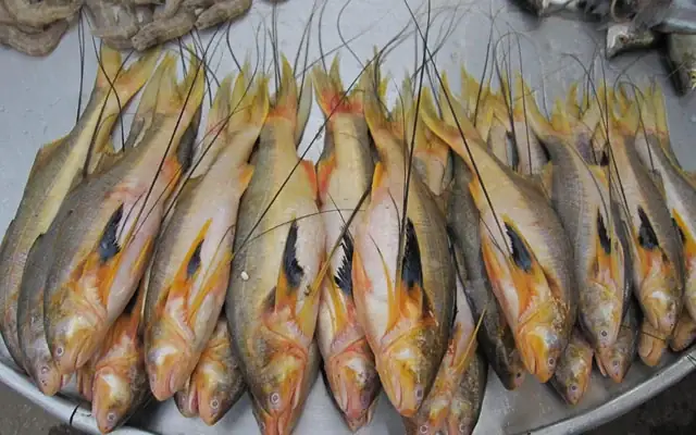 Ngọt Lòng Món Cá Phèn Râu Kho Tộ! Ngọt Lòng Món Cá Phèn Râu Kho Tộ!