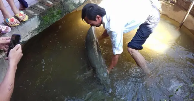 Cá Sấu Hỏa Tiễn Là Gì Mà Phàm Ăn, Hung Dữ Đáng Sợ? - Khoahoc.tv Cá Sấu Hỏa Tiễn Là Gì Mà Phàm Ăn, Hung Dữ Đáng Sợ? - Khoahoc.tv