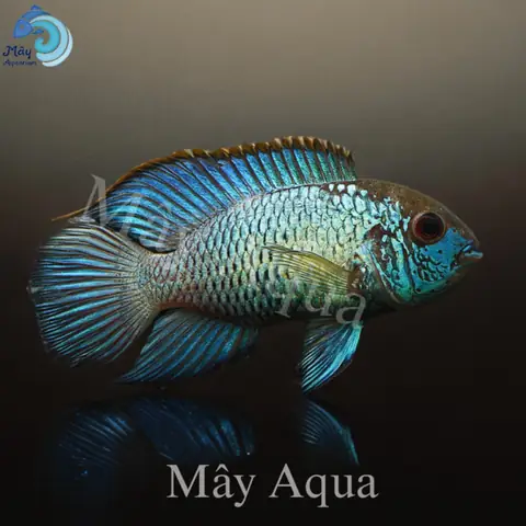 Cá Phượng Hoàng – Mayaqua Cá Phượng Hoàng – Mayaqua