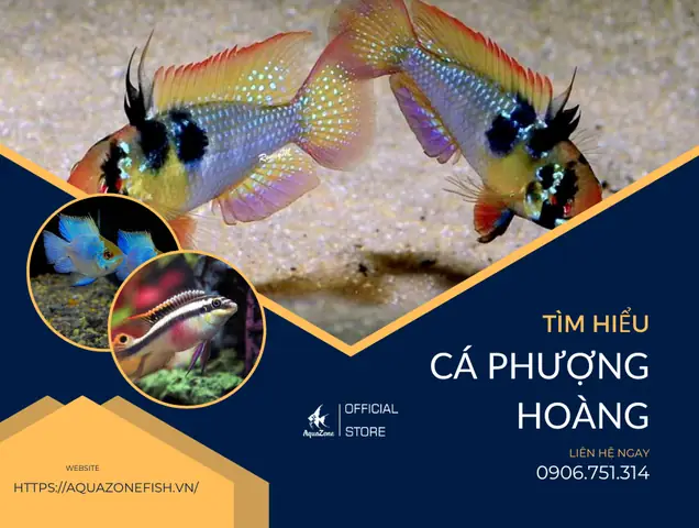 Cá Phượng Hoàng - Đặc Điểm, Cách Nuôi, Giá Bán Hiện Nay ... Cá Phượng Hoàng - Đặc Điểm, Cách Nuôi, Giá Bán Hiện Nay ...