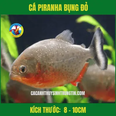 Cá Piranha Bụng Đỏ - Cá Chim Trắng Đẹp - Cá Khoẻ