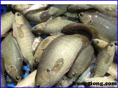 Nuôi Cá Rô Đồng Bằng Nguồn Thức Ăn Có Sẵn Trong Tự Nhiên Nuôi Cá Rô Đồng Bằng Nguồn Thức Ăn Có Sẵn Trong Tự Nhiên