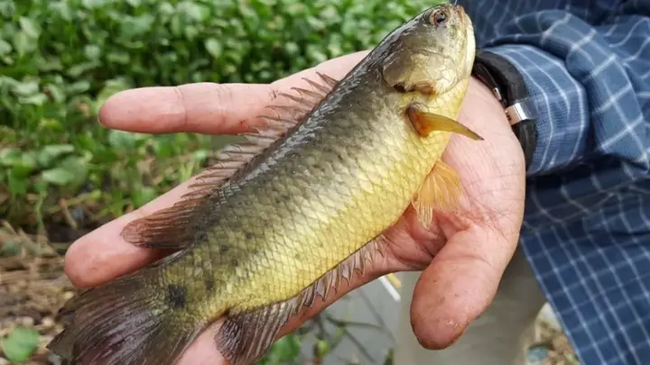 Cách Chọn Thức Ăn Cho Cá Rô Đồng Phát Triển Tốt Cách Chọn Thức Ăn Cho Cá Rô Đồng Phát Triển Tốt