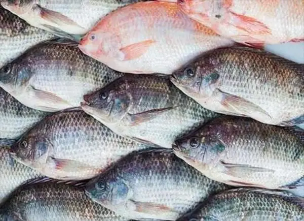 Cá Rô Biển Nước Mặn Là Gì?