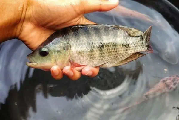 Dễ Nuôi, Chi Phí Đầu Tư Vừa Phải