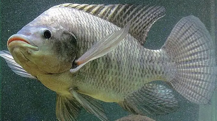 ​nghiên Cứu Thành Công Giống Cá Rô Biển - Tuổi Trẻ Online