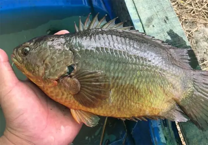 Hướng Dẫn Kỹ Thuật Nuôi Cá Rô Đầu Vuông (anabas Testudineus, Bloch 1792) Trong Ao Đất Hướng Dẫn Kỹ Thuật Nuôi Cá Rô Đầu Vuông (anabas Testudineus, Bloch 1792) Trong Ao Đất