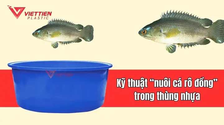 Kỹ Thuật Nuôi Cá Rô Đồng Trong Thùng Nhựa, Đơn Giản Nhưng Hiệu Quả