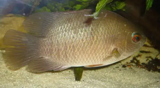 Cá Rô Phi Biển Là Gì Và Có Đặc Điểm Gì Nổi Bật? - Aquatech Cá Rô Phi Biển Là Gì Và Có Đặc Điểm Gì Nổi Bật? - Aquatech