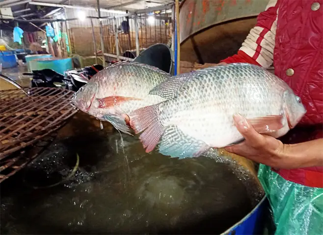 Cá Rô Phi Đen Sẫm Ở Hồ Thủy Điện Được Săn Lùng