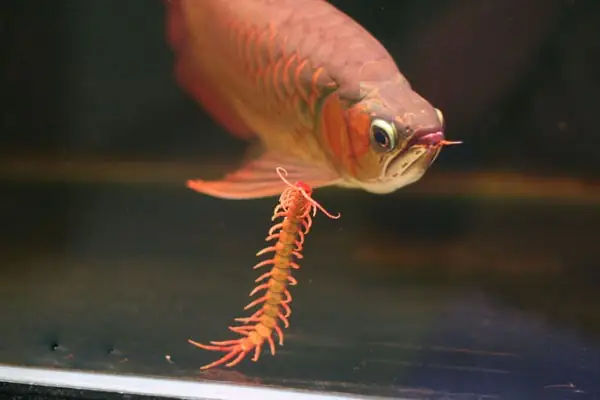 Những Loại Thức Ăn Dành Cho Cá Rồng