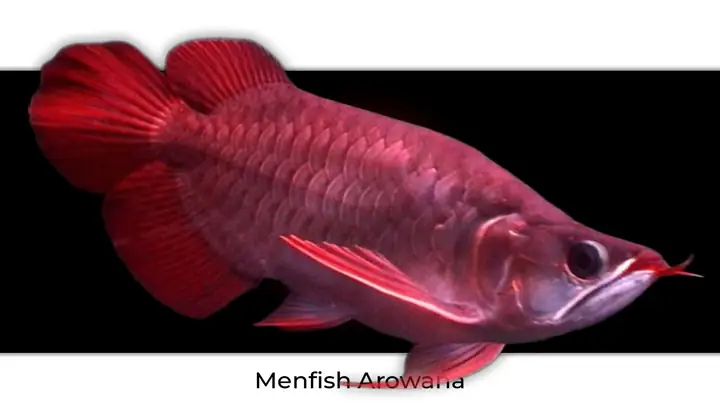 Các Loại Cá Rồng Đang Được Ưa Chuộng Trên Thị Trường Các Loại Cá Rồng Đang Được Ưa Chuộng Trên Thị Trường