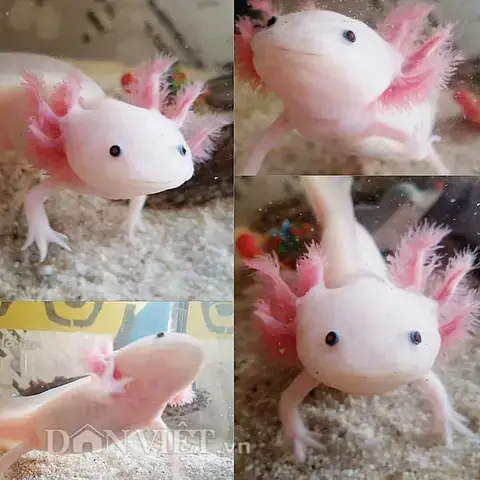 Cá Rồng Có Chân: Giải Mã Sinh Vật Huyền Thoại Và Sự Thật Khoa ...