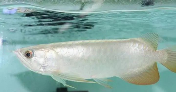 Loại Cá Cảnh Đắt Nhất Thế Giới, Có Con Gần 10 Tỷ Đồng