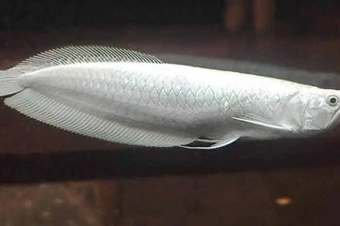 Con Cá Giá Gần 10 Tỷ Đồng, 'đại Gia Bí Ẩn' Không Ngần Ngại Rút Ví Tiền ... Con Cá Giá Gần 10 Tỷ Đồng, 'đại Gia Bí Ẩn' Không Ngần Ngại Rút Ví Tiền ...