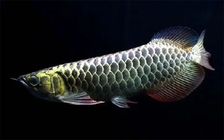 Cá Rồng Đen (hắc Long) Là Cá Gì?