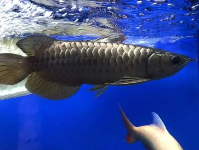 Chọn Hồ Nuôi Phù Hợp