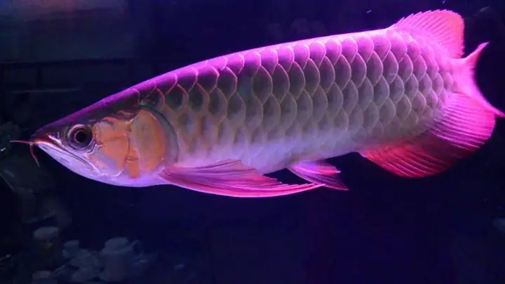 Cá Rồng Hồng Long