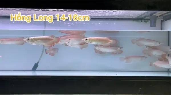 Cá Rồng Hồng Long