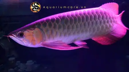 Cá Rồng Hồng Long - Vi Sinh Cá Cảnh Aquarium Care