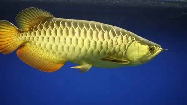 Giá Cá Rồng Kim Long Hồng Vĩ