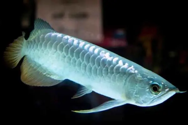 Cá Rồng Ngân Long Bé