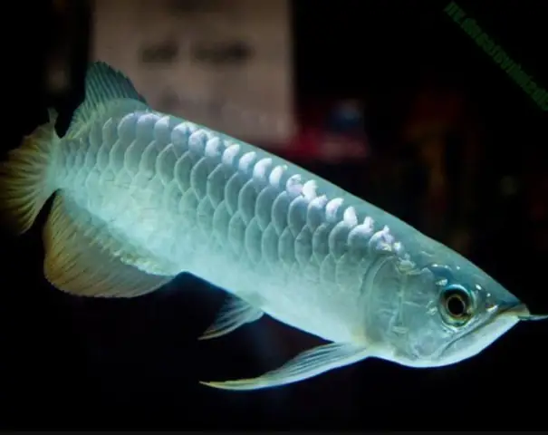 Cá Rồng Thanh Long – Đặc Điểm , Ý Nghĩa, Cách Nuôi, Giá Bán Cá Rồng Thanh Long – Đặc Điểm , Ý Nghĩa, Cách Nuôi, Giá Bán