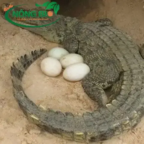 Câu Hỏi Thường Gặp (faq)