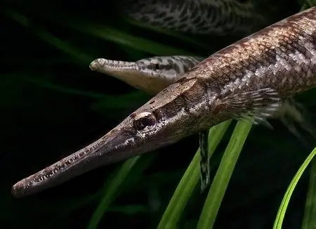 Cảnh Báo Nguy Hại Từ Cá Sấu Hoả Tiễn