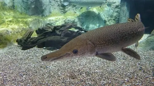 Cá Sấu Hỏa Tiễn Khổng Lồ Bị Tóm Gọn Trên Sông Mississippi Cá Sấu Hỏa Tiễn Khổng Lồ Bị Tóm Gọn Trên Sông Mississippi