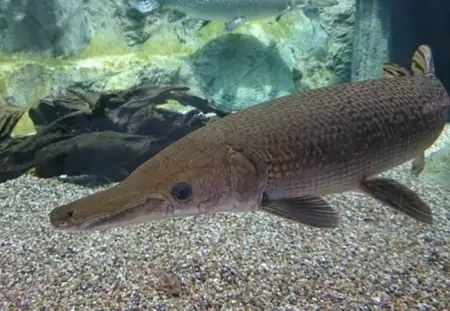 Thuốc Trị Bệnh Nấm Hiệu Quả Cho Cá Sấu Hoả Tiễn - Vi Sinh Cá ... Thuốc Trị Bệnh Nấm Hiệu Quả Cho Cá Sấu Hoả Tiễn - Vi Sinh Cá ...