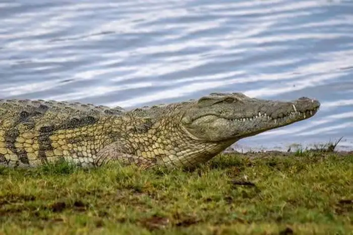 Những Bí Ẩn Thú Vị Về Cá Sấu Sông Nile - Kẻ Săn Mồi Đáng Sợ Của ... Những Bí Ẩn Thú Vị Về Cá Sấu Sông Nile - Kẻ Săn Mồi Đáng Sợ Của ...