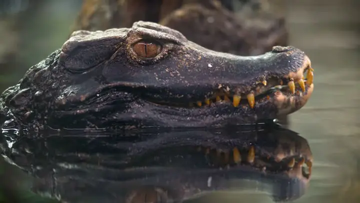 Cá Sấu Lùn Xạ Hương (paleosuchus Palpebrosus) Cá Sấu Lùn Xạ Hương (paleosuchus Palpebrosus)