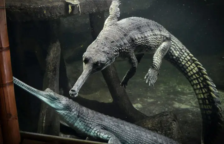 12. Cá Sấu Mõm Dài 12. Cá Sấu Mõm Dài