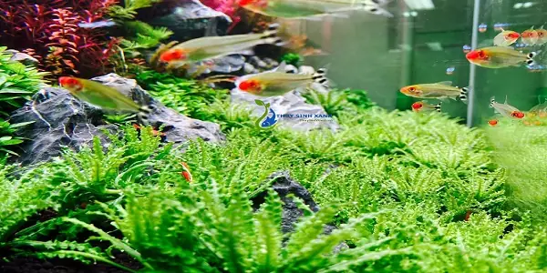 Cá Sóc Đầu Đỏ Thuỷ Sinh, Mua 10 Tặng 1 - Shop Thủy Sinh Xanh