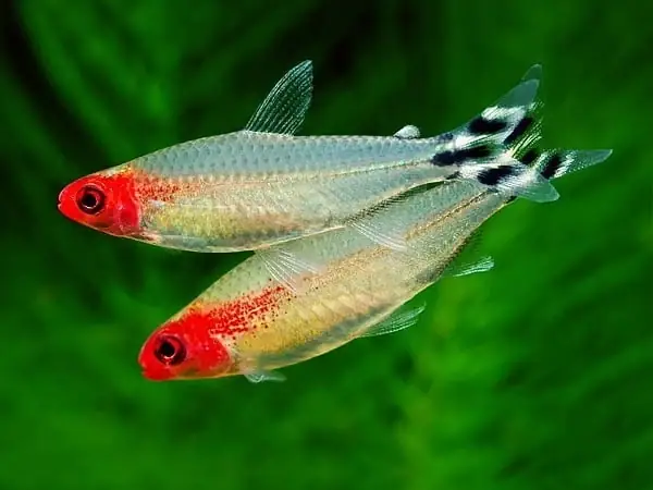 Cá Sóc Đầu Đỏ - Loại Cá Cảnh Bơi Đàn Vạn Người Mê