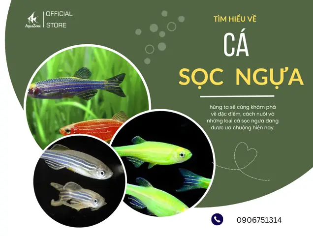 Cá Sọc Ngựa - Đặc Điểm, Cách Nuôi Và Các Loại Đang Có Hiện Nay Cá Sọc Ngựa - Đặc Điểm, Cách Nuôi Và Các Loại Đang Có Hiện Nay