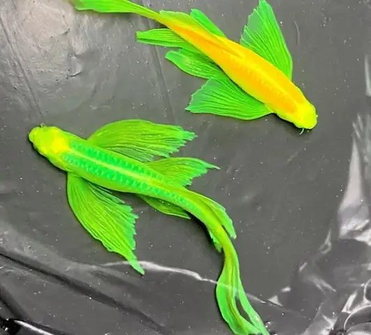 Cá Sọc Ngựa Cánh Tiên: Cẩm Nang Nuôi Và Chăm Sóc Toàn Diện