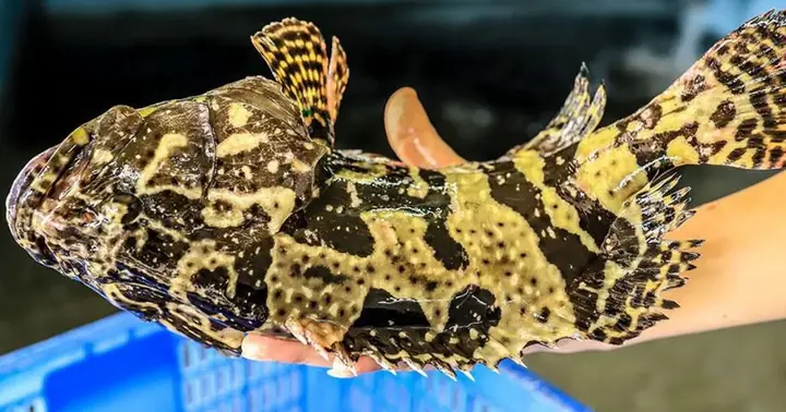 Cá Song Là Cá Gì, Lợi Ích Sức Khỏe Ra Sao?