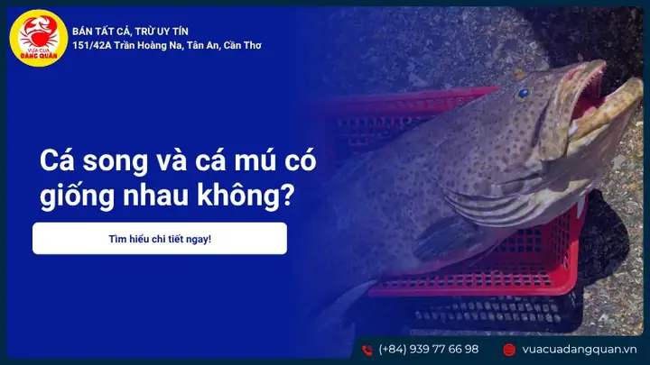 Cá Song Và Cá Mú Có Giống Nhau Không? Cách Phân Biệt Cá Song Và Cá Mú Có Giống Nhau Không? Cách Phân Biệt