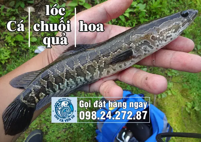 Cá Chuối, Cá Quả, Cá Lóc, Cá Sộp Là Cá Gì? Cách Nhận Biết Và Phân ... Cá Chuối, Cá Quả, Cá Lóc, Cá Sộp Là Cá Gì? Cách Nhận Biết Và Phân ...