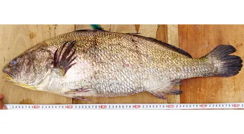 Kỹ Thuật Nuôi Cá Sủ Đất