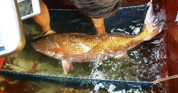 Việt Nam Có Loài Cá Đặc Sản Đắt Đỏ Bậc Nhất, Trong Bụng Chứa Một ...