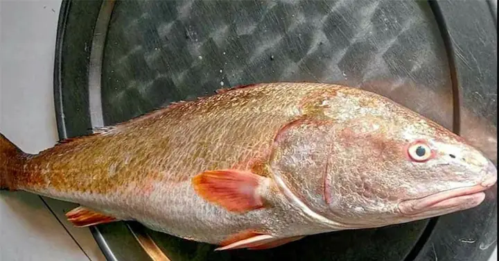 Loại Cá Quý Hiếm, Giá Hàng Trăm Triệu, Mỗi Lần Xuất Hiện Gây Xôn Xao