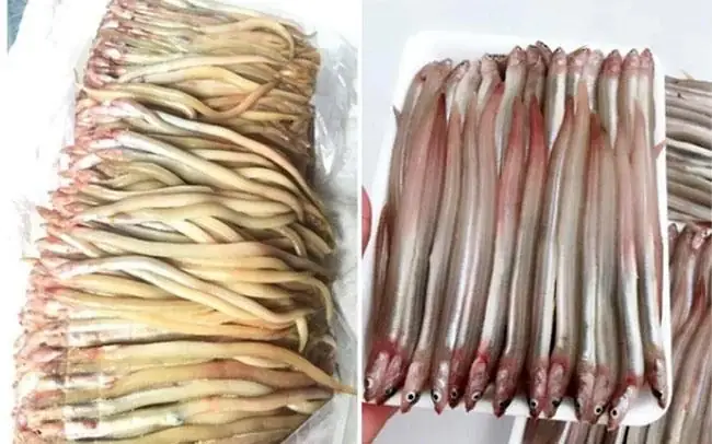 Cá Gì Như “cọng Tre”, Khắp Cơ Thể Toàn Là Sụn, Thưởng Thức Một Lần Là ...