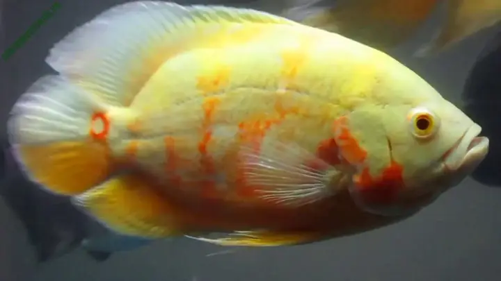 Cá Tai Tượng Châu Phi